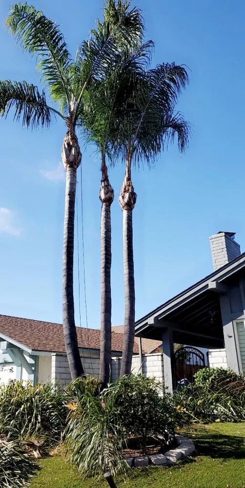 Trusted lawn mowing service in Vista, CA - Gutierrez Bros Tree Service