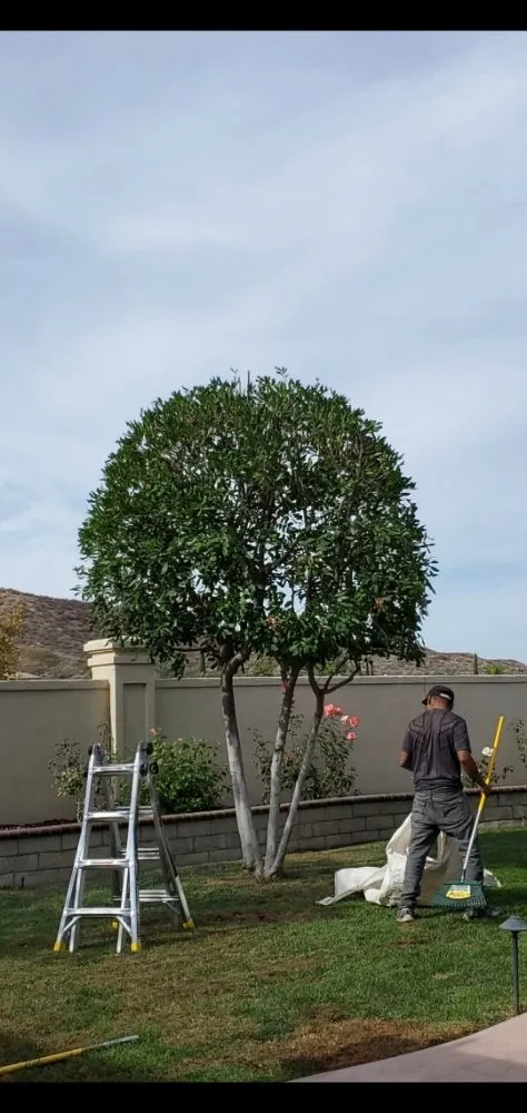 Top-rated residential landscaping for homes in Vista, CA by Gutierrez Bros Tree Service