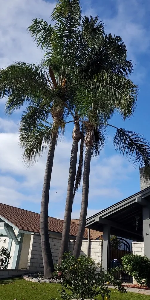 Custom landscaping services for residential properties in Vista, CA by Gutierrez Bros Tree Service