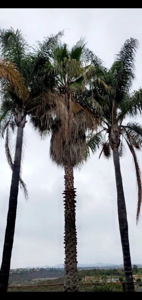 Custom lawn care service experts serving Vista, CA - Gutierrez Bros Tree Service