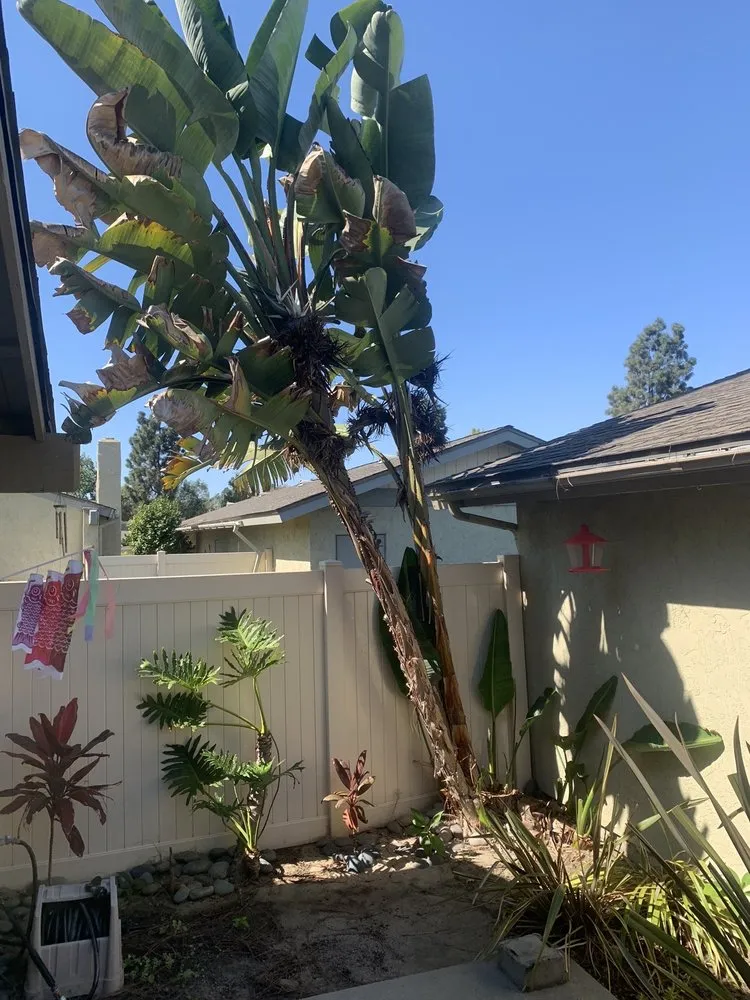 Top-rated yard cleanup service in Vista, CA by Gutierrez Bros Tree Service