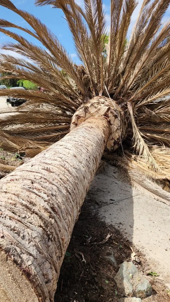 Local lawn mowing service in Vista, CA - Gutierrez Bros Tree Service