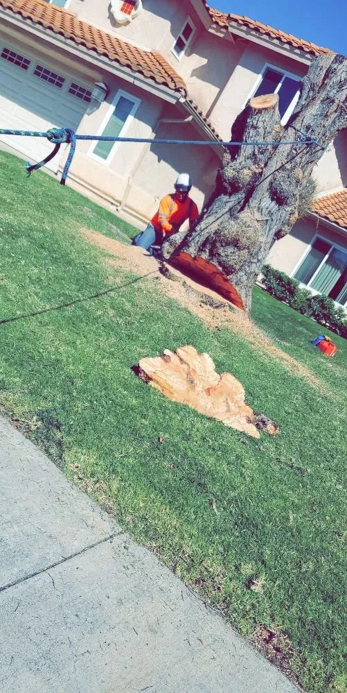 Affordable lawn care service in Vista, CA by Gutierrez Bros Tree Service