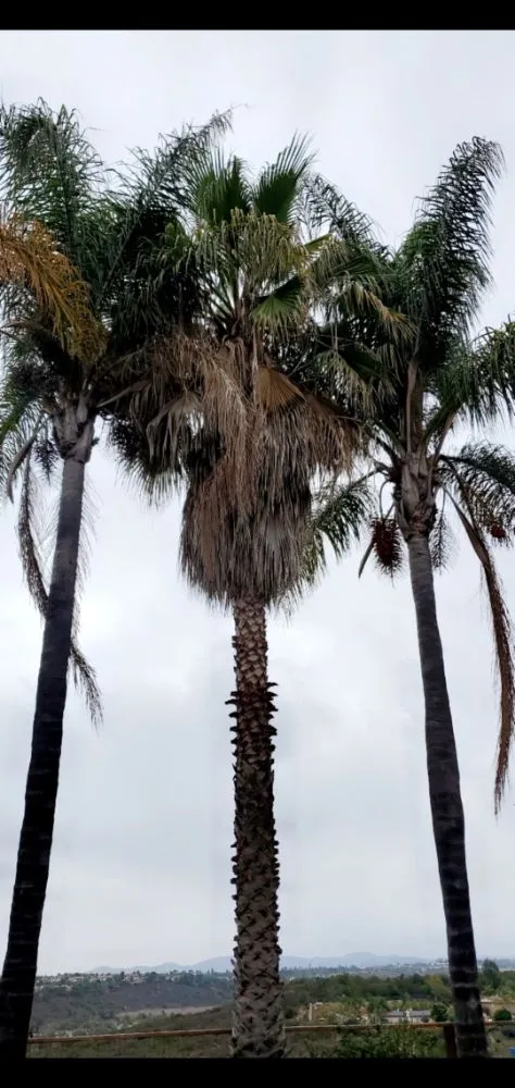 Professional lawn mowing service in Vista, CA - Gutierrez Bros Tree Service