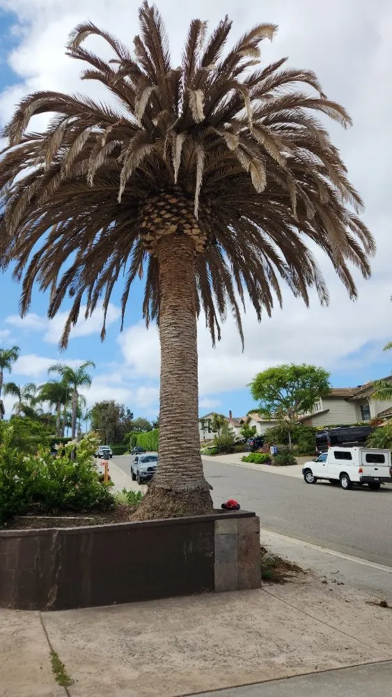 Top-rated landscape installation experts serving Vista, CA - Gutierrez Bros Tree Service