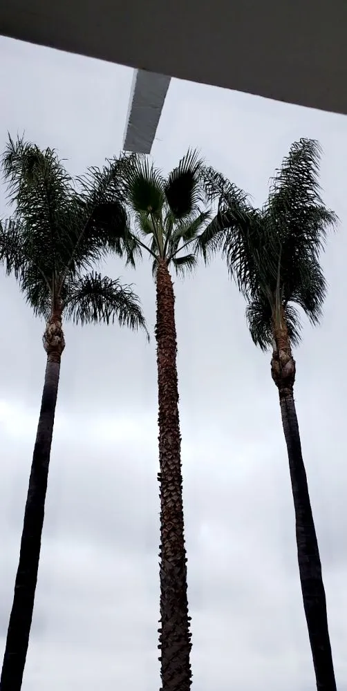 Custom landscaping services for beautiful yards across Vista, CA - Gutierrez Bros Tree Service