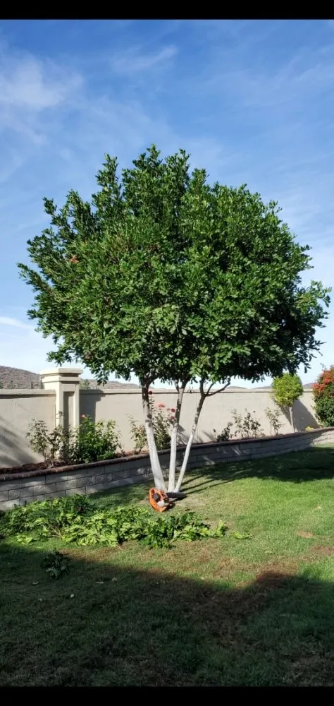 Expert lawn care service for outdoor upgrades in Vista, CA by Gutierrez Bros Tree Service
