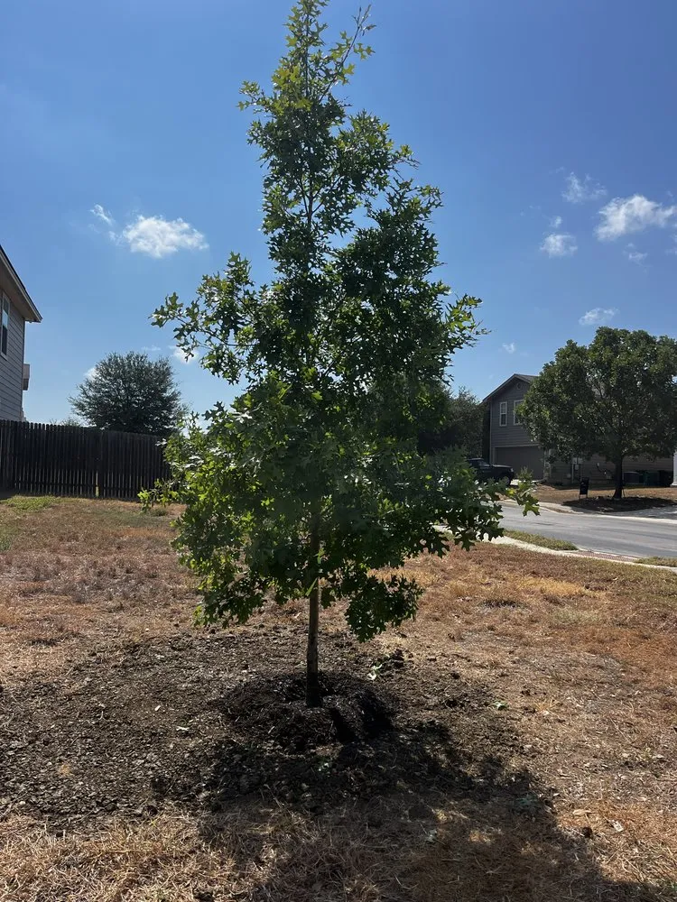 Trusted garden landscaping experts serving San Antonio, TX - Gutierrez General Contracting