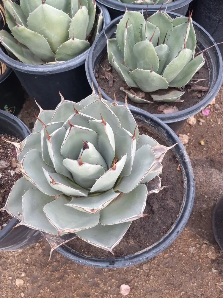 Reliable garden landscaping in Coachella, CA by Gutierrez Greenscapes