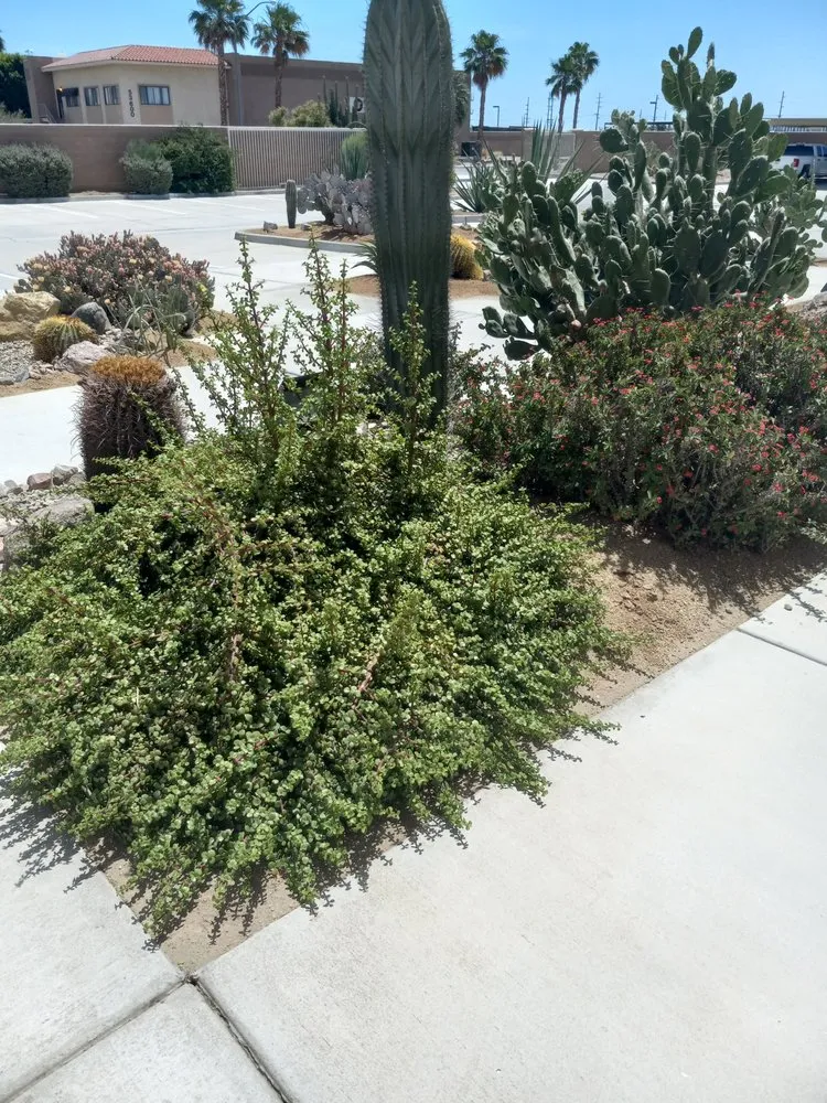 Local outdoor landscaping experts serving Coachella, CA - Gutierrez Greenscapes