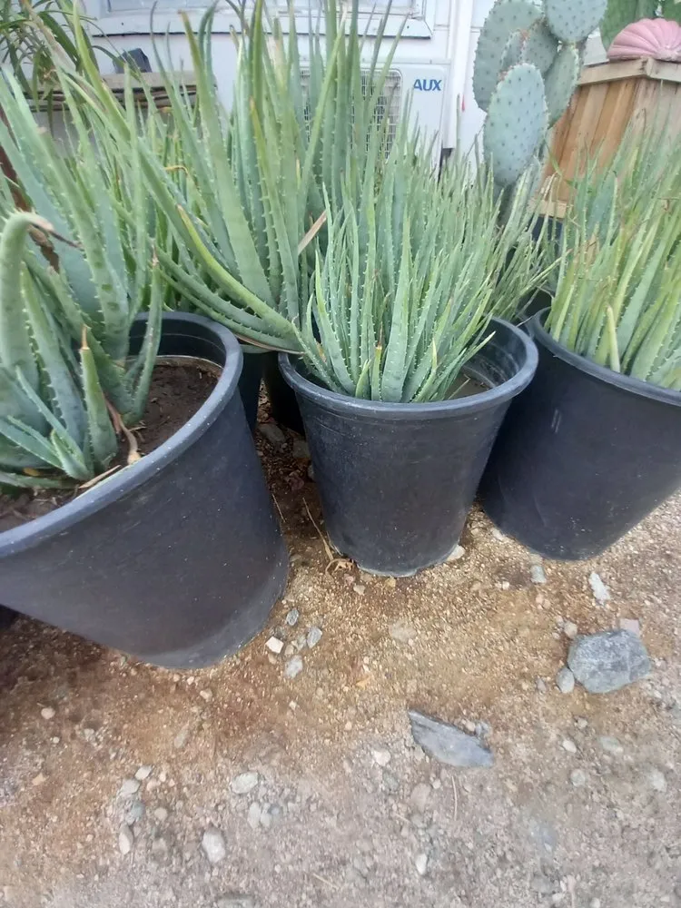 Trusted yard maintenance in Coachella, CA by Gutierrez Greenscapes