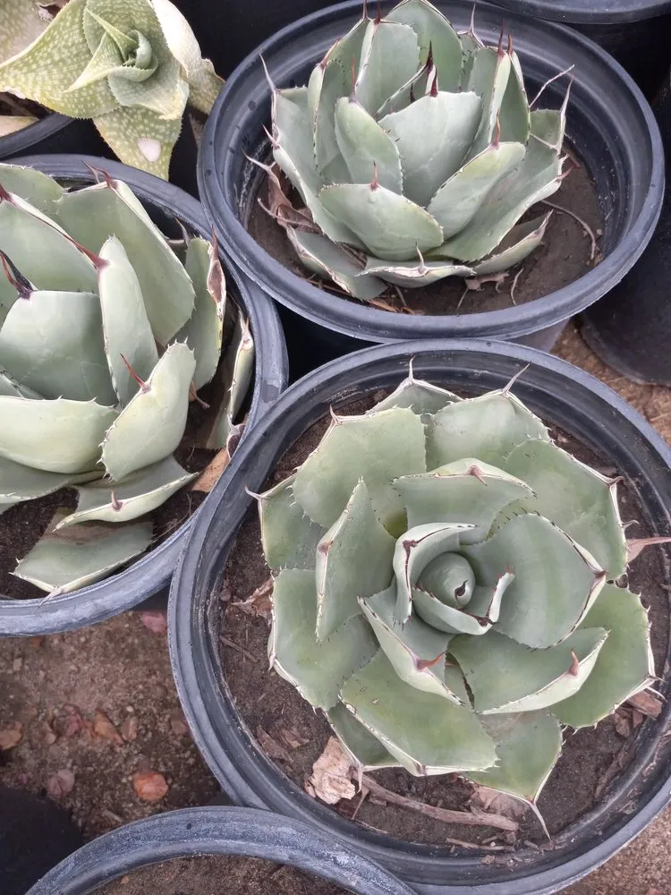 Professional landscape installation in Coachella, CA by Gutierrez Greenscapes