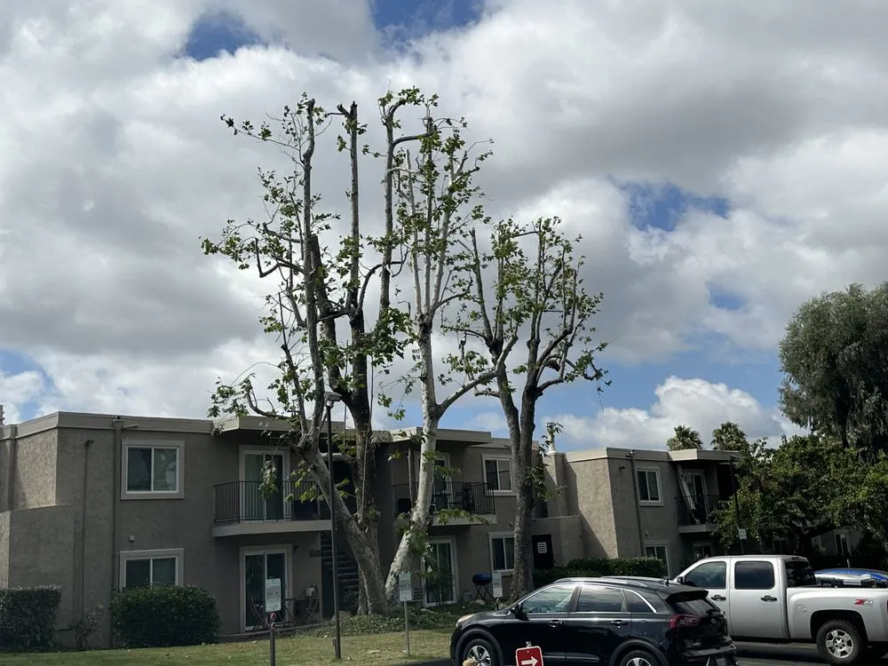 Top-rated yard cleanup service in Vista, CA by Gutierrez Landscape & Tree Service