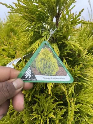 Gutierrez Landscape Logo