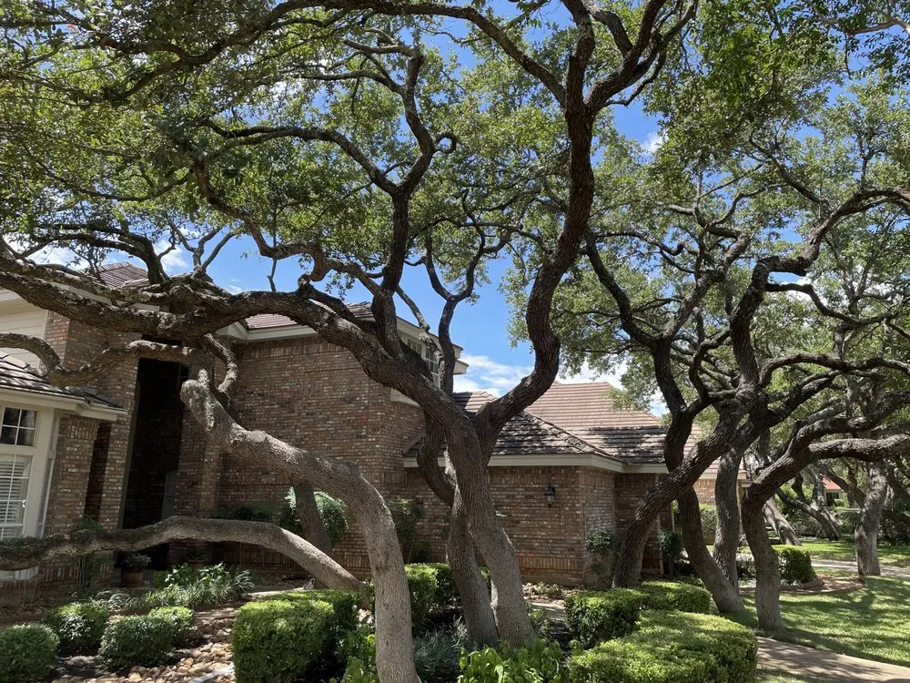 Professional yard cleanup service in San Antonio, TX by Gutierrez Landscaping