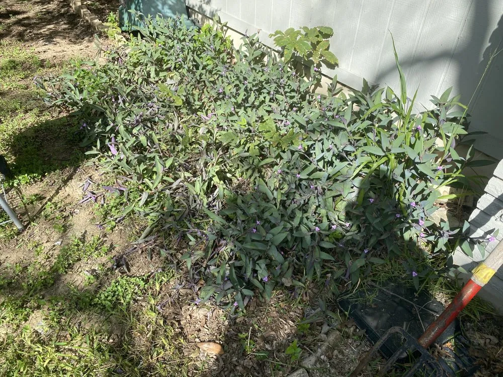 Top-rated lawn mowing service experts serving Round Rock, TX - Gutierrez Professional Lawn Care