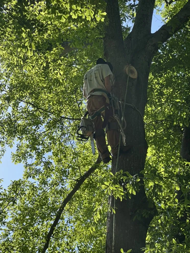 Professional yard maintenance experts serving Spartanburg, SC - Guy Landscapes