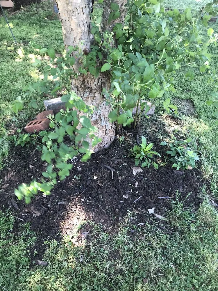 Custom yard cleanup service in Ararat, VA - Guynn's Lawn Care