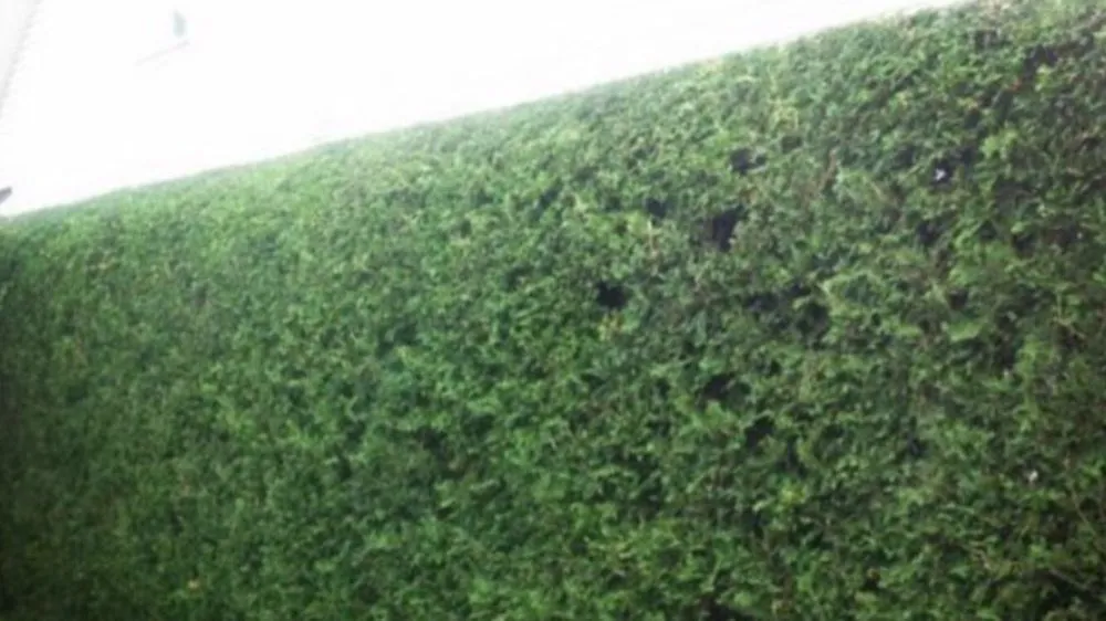 Reliable yard cleanup service experts serving Ararat, VA - Guynn's Lawn Care