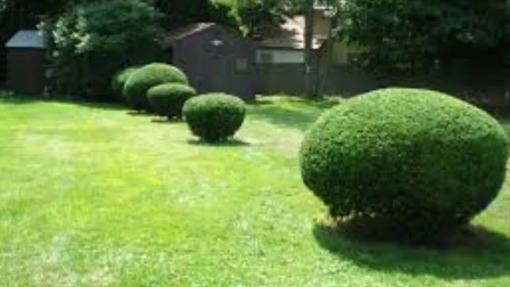 Local yard maintenance in Ararat, VA by Guynn's Lawn Care