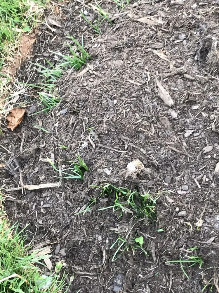 Trusted garden landscaping in Ararat, VA by Guynn's Lawn Care