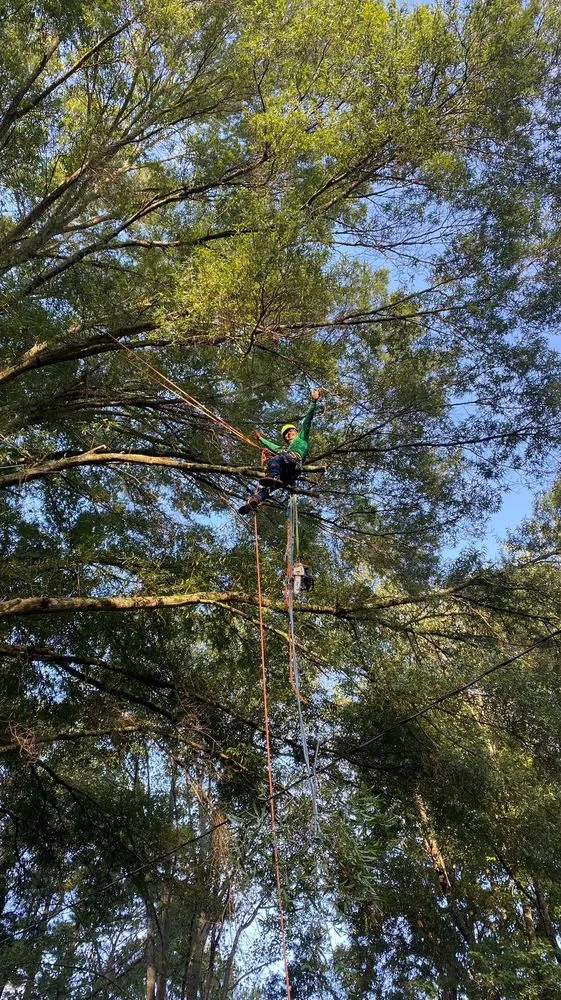 Expert lawn care service in Charlotte, NC - Guzman Green Land & Tree