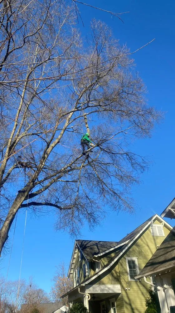 Local yard cleanup service experts serving Charlotte, NC - Guzman Green Land & Tree