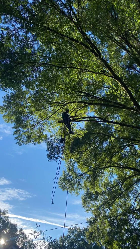 Expert yard cleanup service experts serving Charlotte, NC - Guzman Green Land & Tree