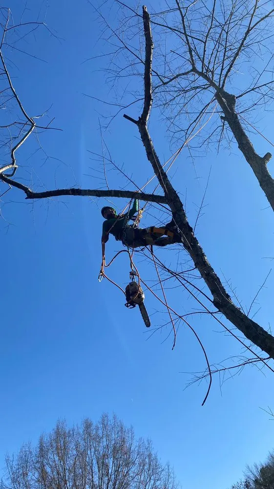 Expert garden landscaping for residential properties in Charlotte, NC by Guzman Green Land & Tree