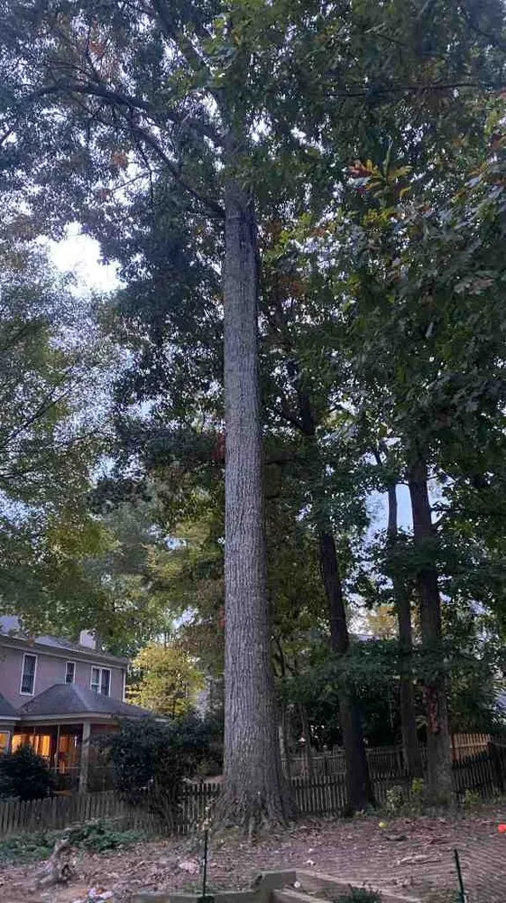 Local landscape installation near you in Charlotte, NC by Guzman Green Land & Tree