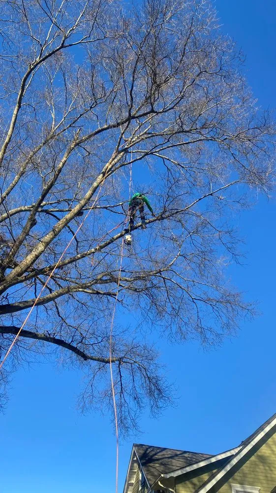 Trusted landscape design experts serving Charlotte, NC - Guzman Green Land & Tree