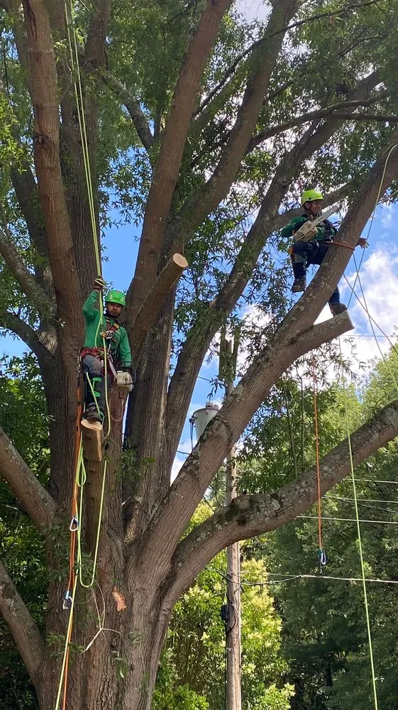 Professional landscaping services in Charlotte, NC - Guzman Green Land & Tree