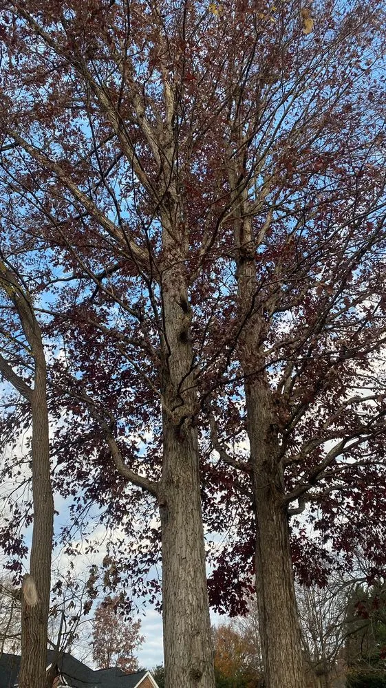 Reliable residential landscaping for beautiful yards in Charlotte, NC by Guzman Green Land & Tree