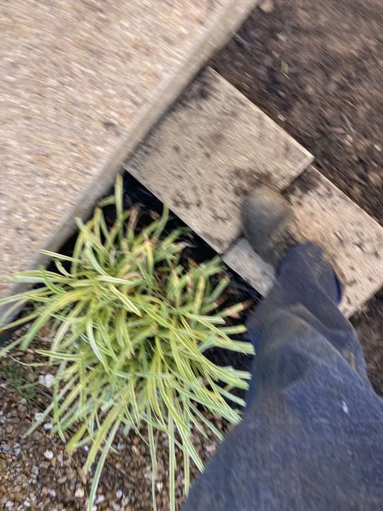 Local lawn care service experts serving Plano, TX - Guzman Irrigation + Landscape