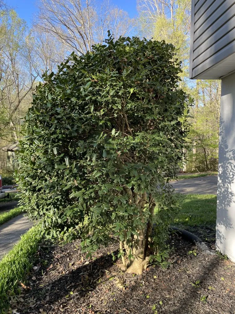 Top-rated landscape installation near you in Yadkinville, NC by Guzman Landscaping Enterprise