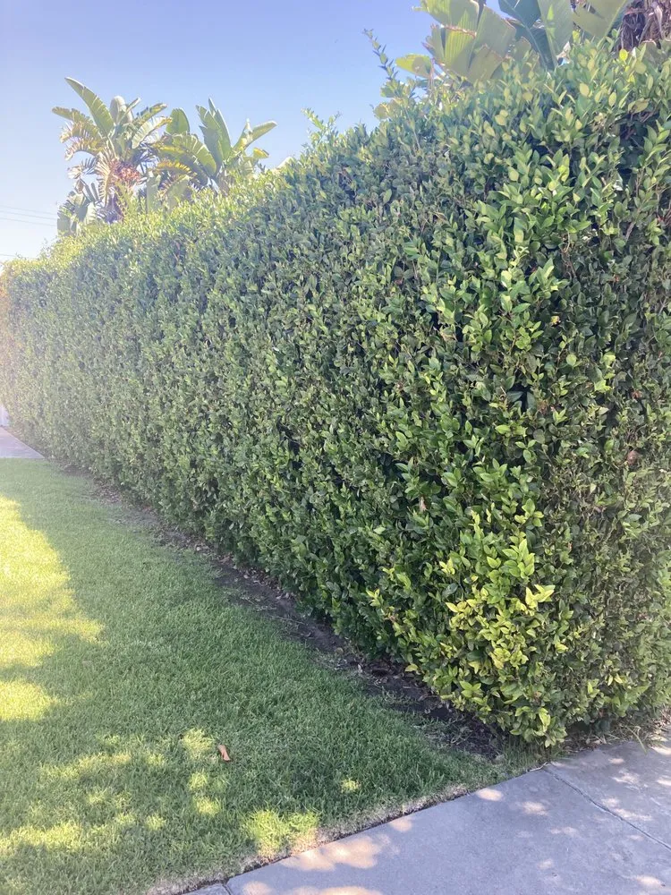 Custom garden landscaping for homes in Fullerton, CA by Guzman Landscaping