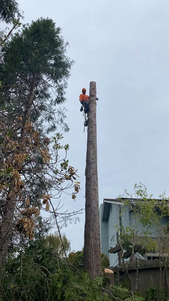 Expert lawn mowing service in Richmond, CA - Guzman Landscaping