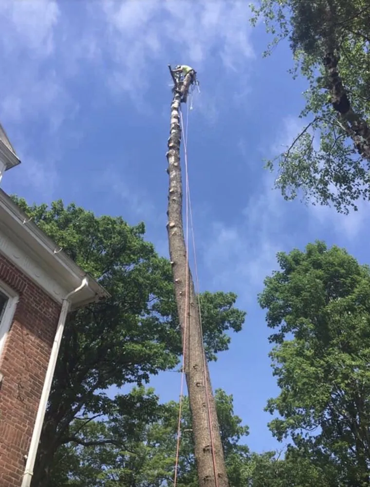 Top-rated yard maintenance in Richmond, CA by Guzman Landscaping