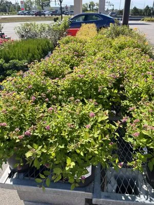 Guzman Landscaping Logo