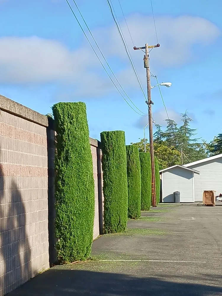 Custom yard maintenance in San Jose, CA by Guzman Landscaping