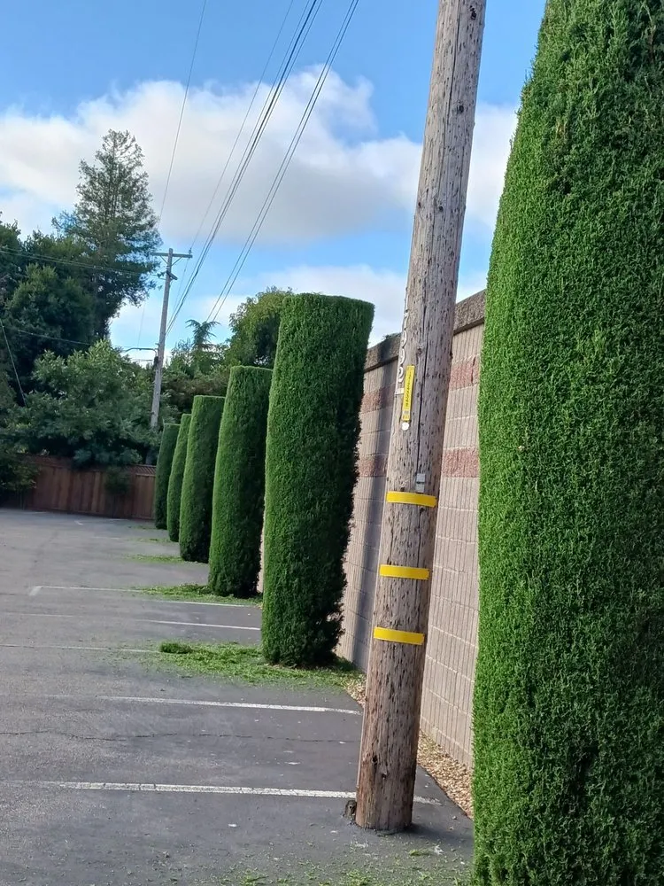 Expert yard maintenance in San Jose, CA - Guzman Landscaping