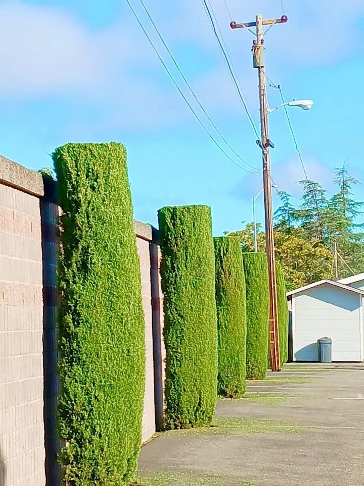 Top-rated yard maintenance in San Jose, CA by Guzman Landscaping