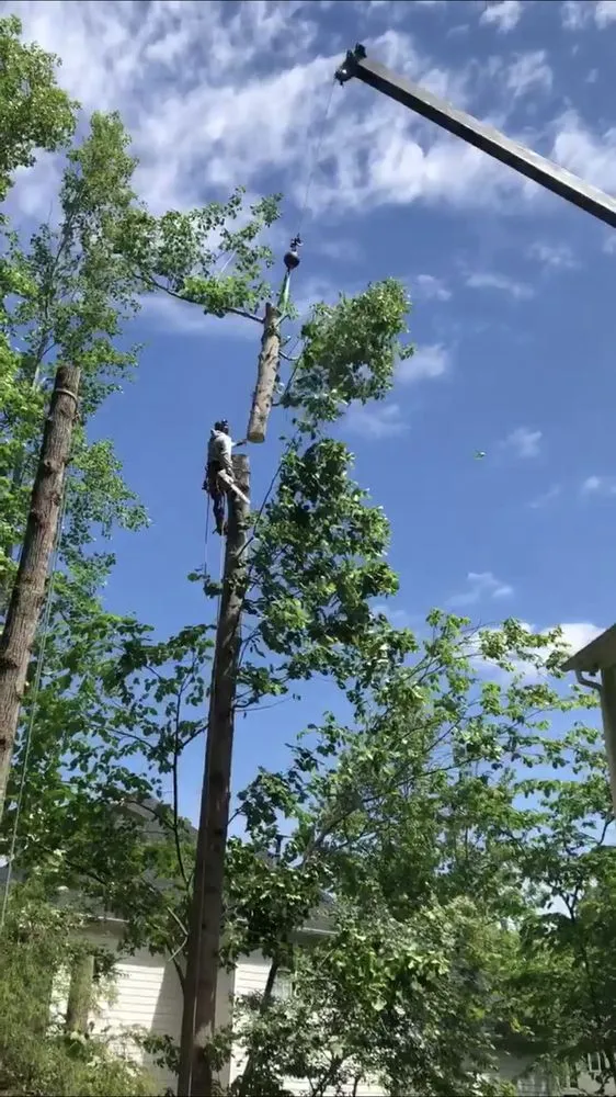 Professional landscape installation for year-round maintenance in Chapel hill, NC by Guzman Tree Service & Landscaping