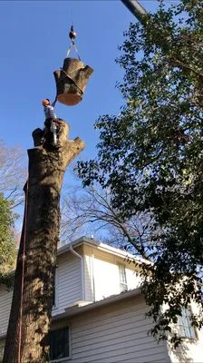 Guzman Tree Service & Landscaping