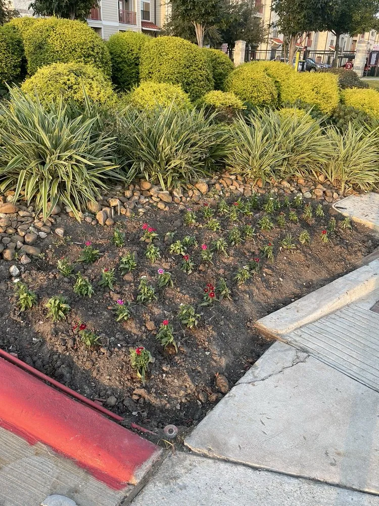 Expert yard cleanup service experts serving Houston, TX - Guzman's Landscaping & Lawn Services