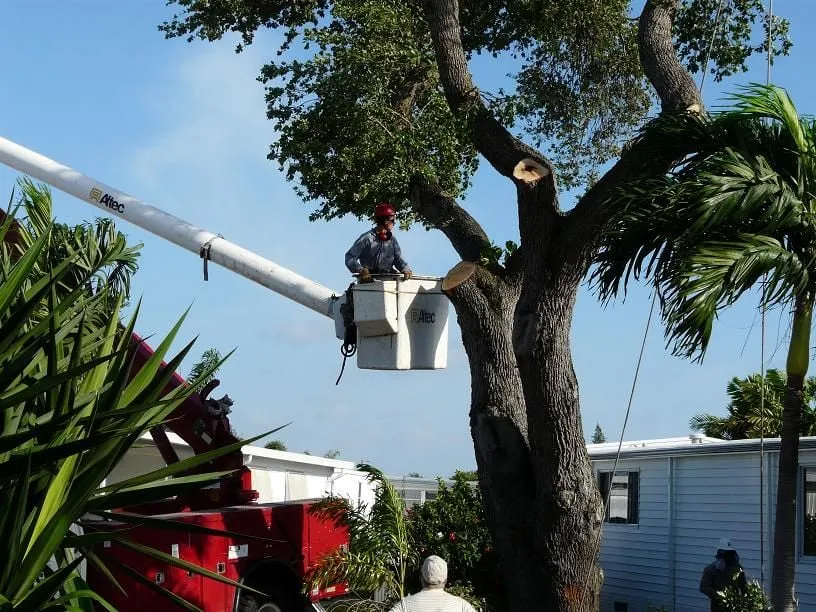 Local outdoor landscaping for year-round maintenance across Pompano Beach, FL - G&V Shalom Tree Care