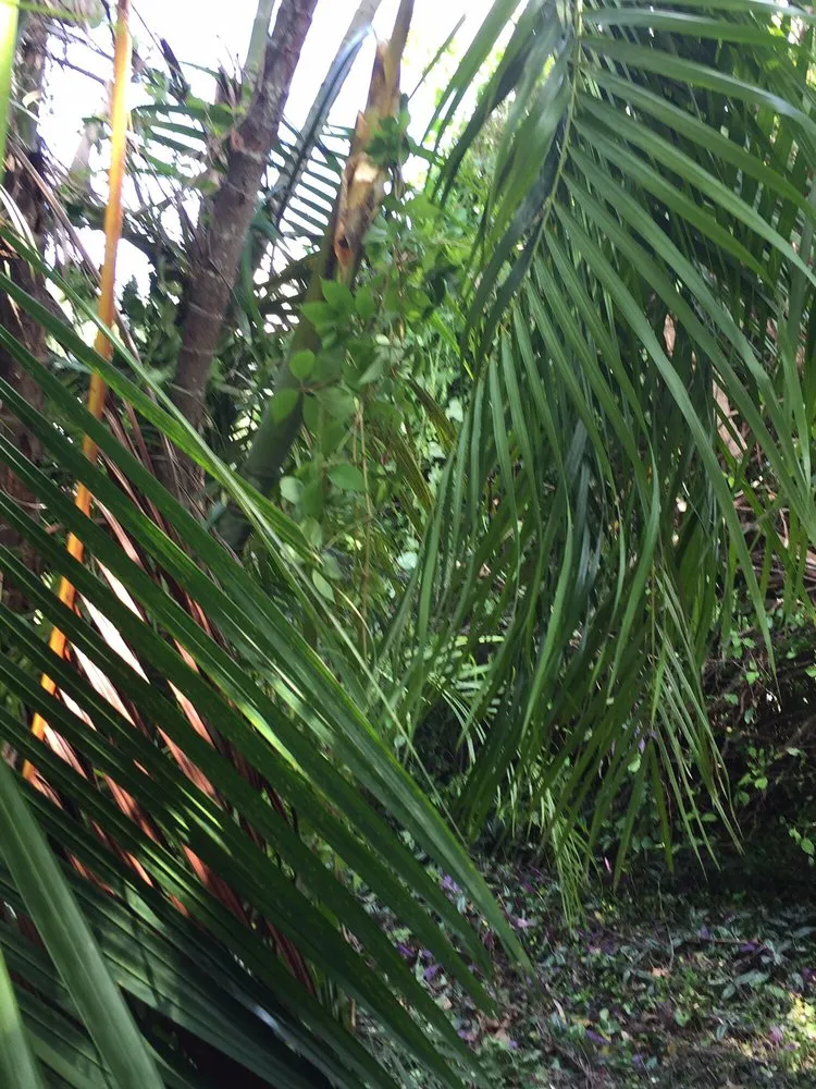 Top-rated yard cleanup service for homes across Pompano Beach, FL - G&V Shalom Tree Care