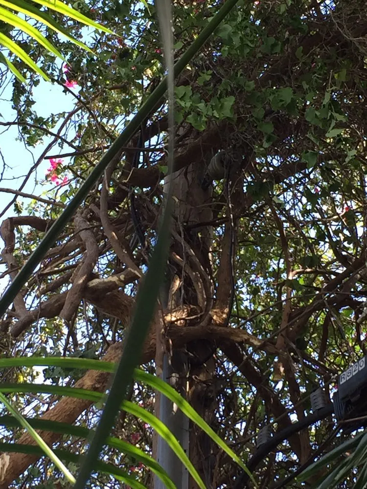 Top-rated lawn care service for outdoor upgrades in Pompano Beach, FL by G&V Shalom Tree Care