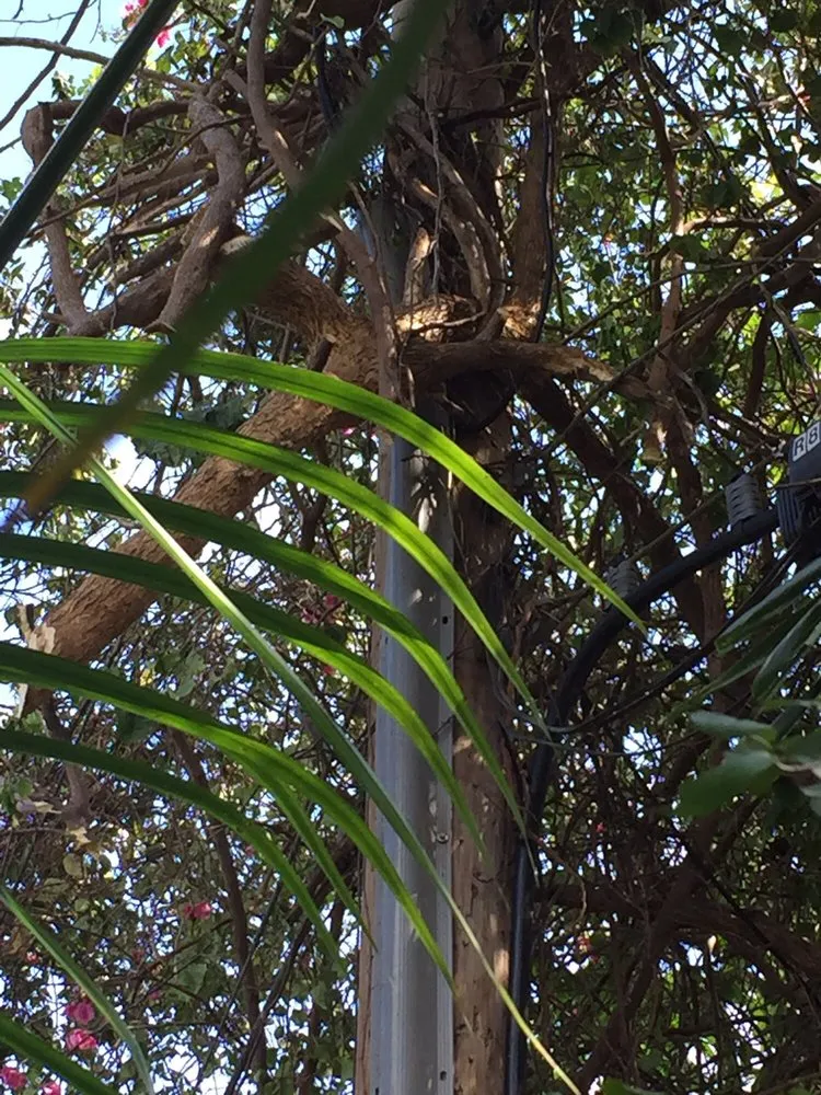 Top-rated residential landscaping in Pompano Beach, FL by G&V Shalom Tree Care