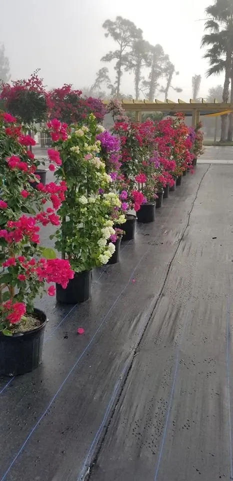 Professional lawn care service in Loxahatchee, FL - GVI Sod